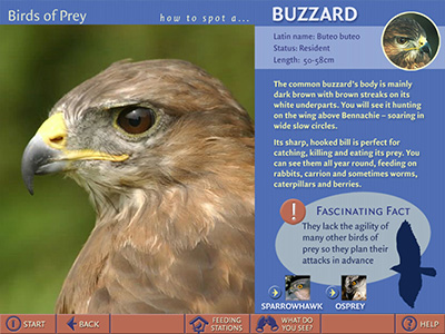 F_004_007_Buzzard